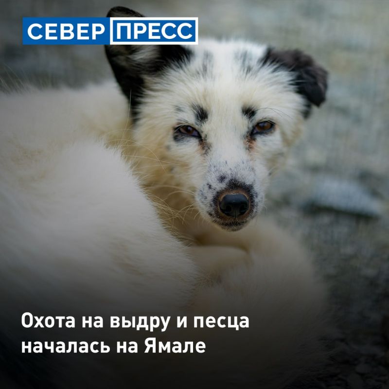На Ямале открыт сезон охоты на выдру и песца