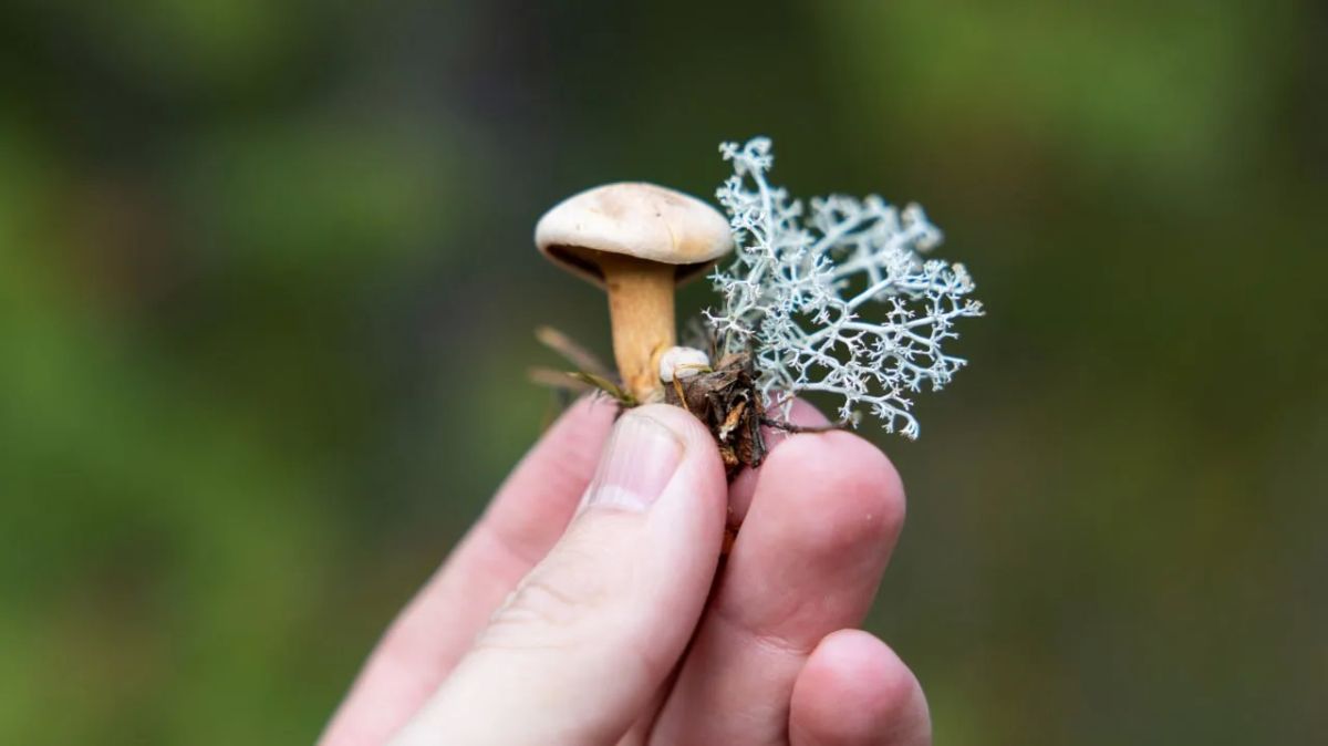 Трюфель на Ямале — не миф? Миколог рассказал о северных грибах