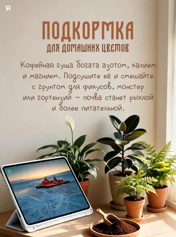 Кофе — это не только ароматный бодрящий напиток Кофе — это не только ароматный бодрящий напиток