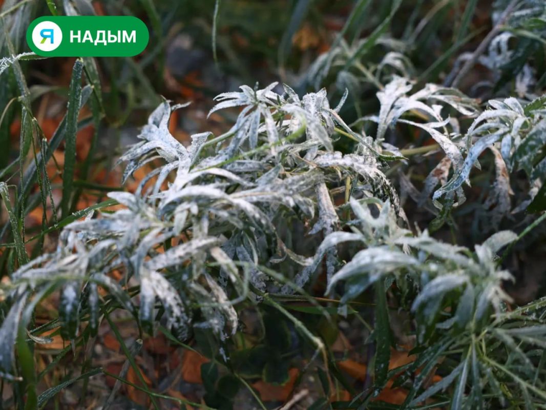 Морозное и туманное утро в Надыме Морозное и туманное утро в Надыме