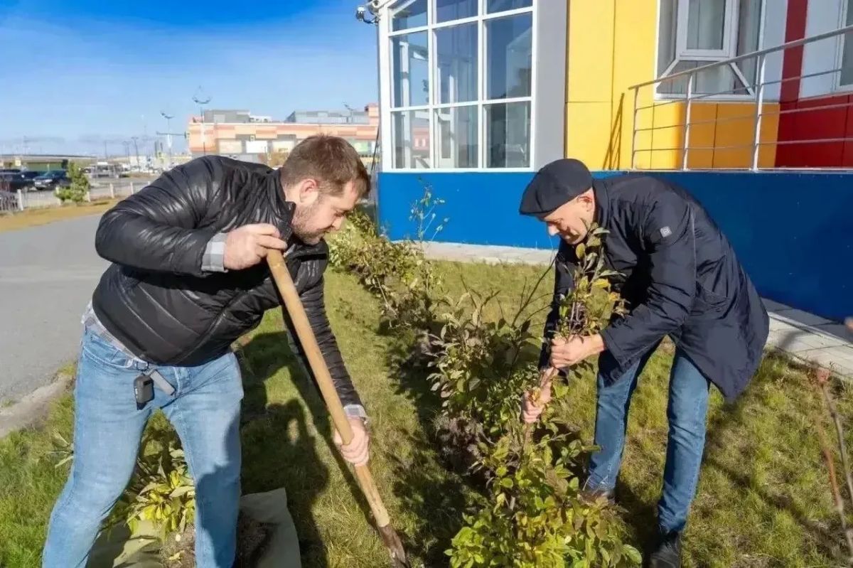 Город становится зеленее!. В рамках акции «Зелёный Новый Уренгой» в разных районах города высадили более 5 тысяч саженцев Город становится зеленее!. В рамках акции «Зелёный Новый Уренгой» в разных районах города высадили более 5 тысяч саженцев