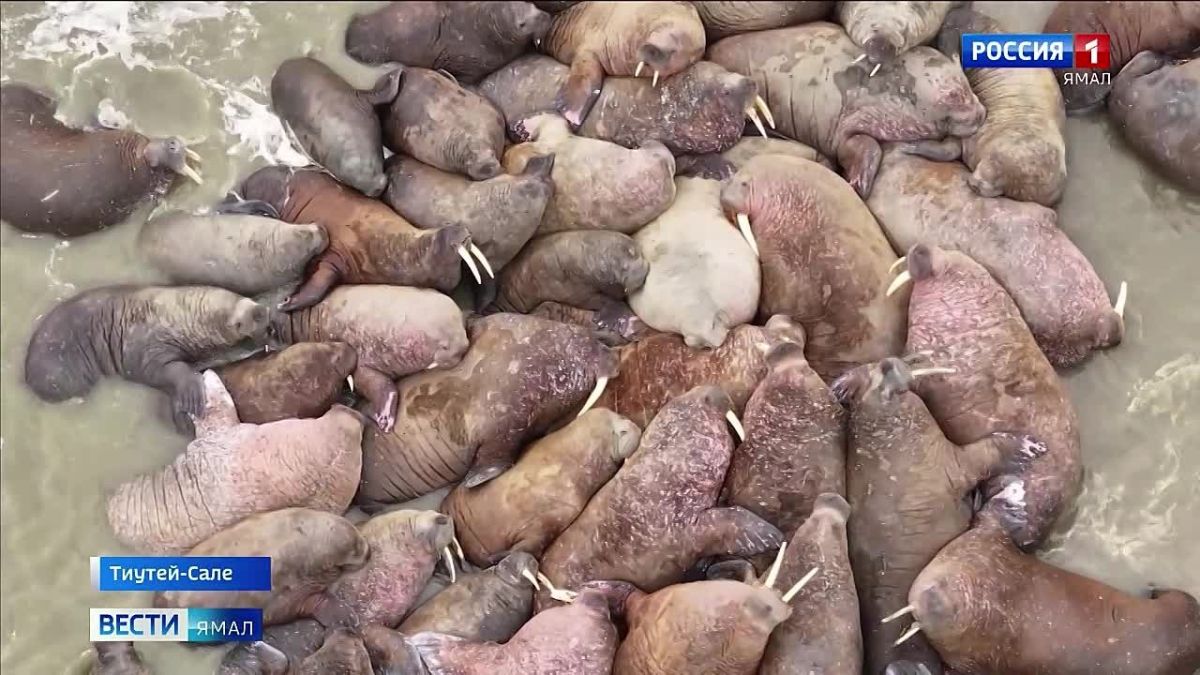 Ямальские моржи обзавелись потомством