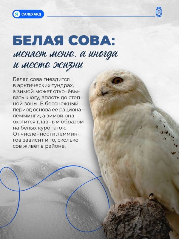 Кто готов к ямальской зиме лучше всех? Кто готов к ямальской зиме лучше всех?