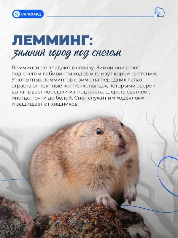 Кто готов к ямальской зиме лучше всех? Кто готов к ямальской зиме лучше всех?