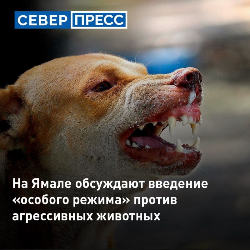 На Ямале обсуждается введение экстраординарных мер для борьбы с агрессивными собаками