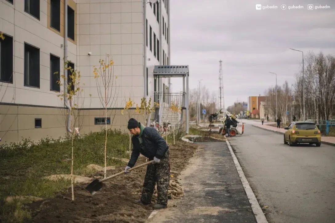 В Губкинском высадят около тысячи деревьев и кустарников В Губкинском высадят около тысячи деревьев и кустарников