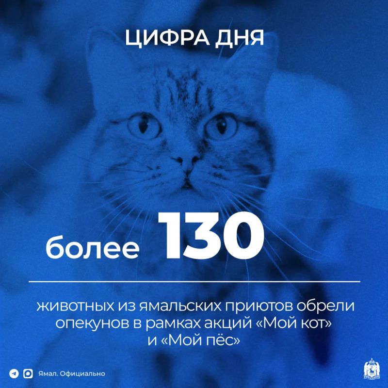 Чаще всего северяне берут под опеку кошек – их выбрали 100 участников, ещё 30 человек заботятся о собаках
