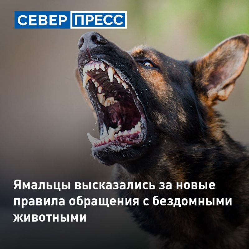 Более 80% ямальцев поддержали необходимость изменений законодательства о безнадзорных животных