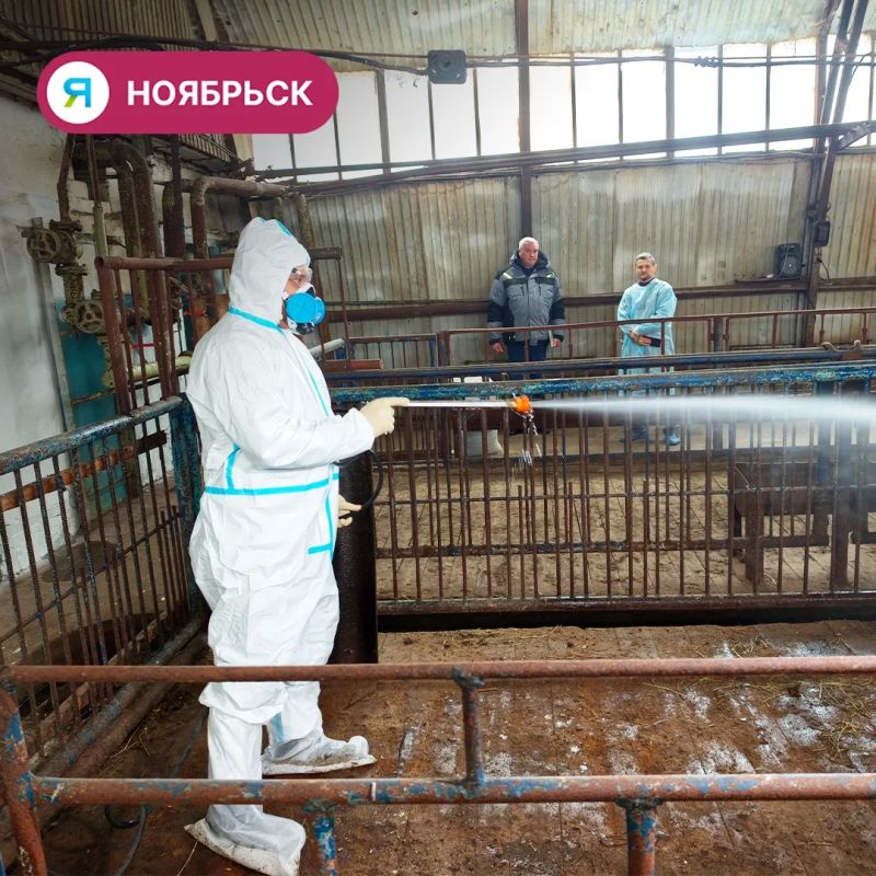 В Ноябрьске прошли учения по ликвидации сибирской язвы В Ноябрьске прошли учения по ликвидации сибирской язвы