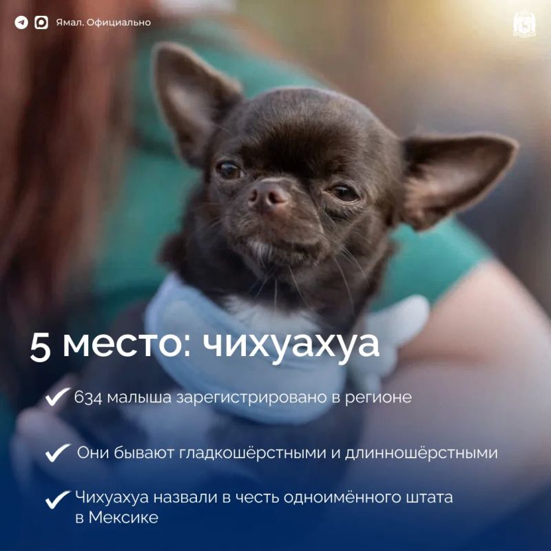 Самые популярные породы собак на Ямале Самые популярные породы собак на Ямале