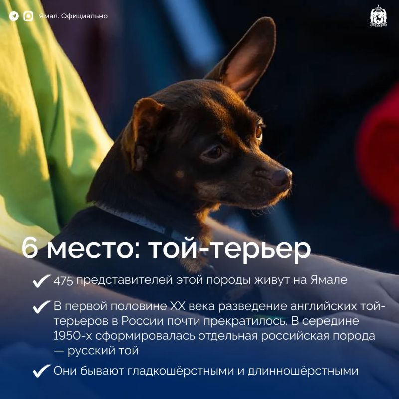 Самые популярные породы собак на Ямале Самые популярные породы собак на Ямале