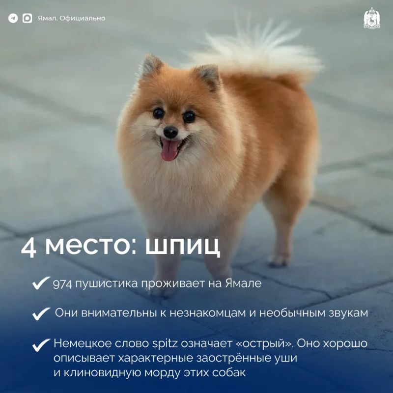 Самые популярные породы собак на Ямале Самые популярные породы собак на Ямале