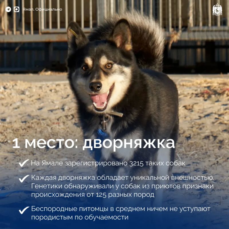 Самые популярные породы собак на Ямале