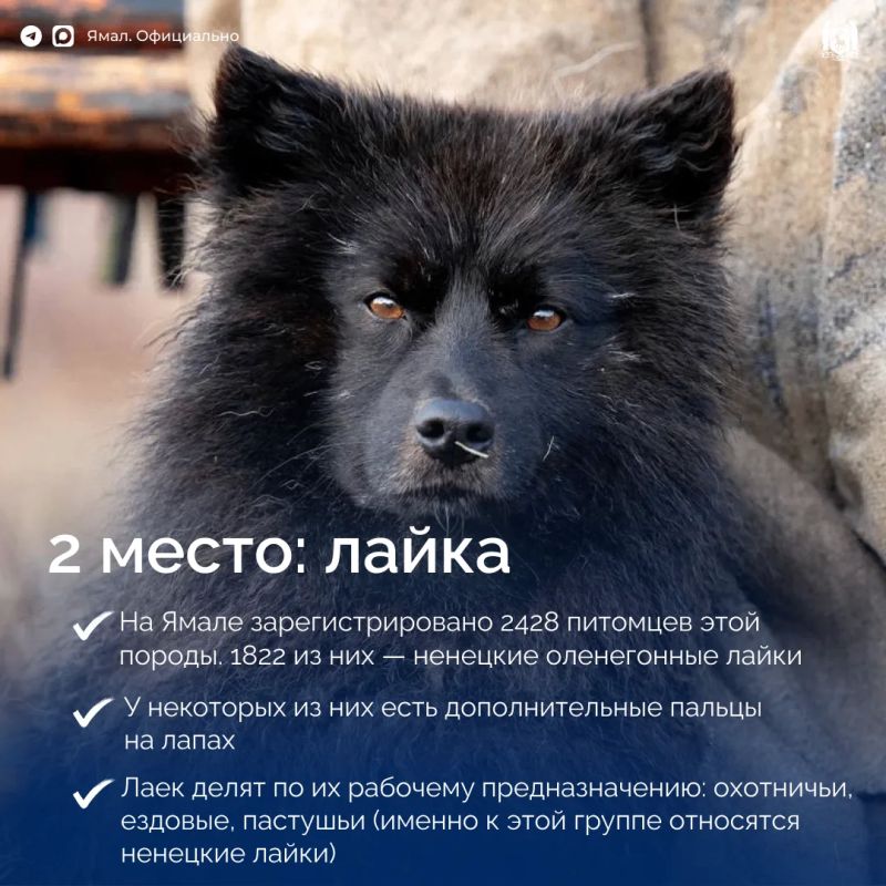 Самые популярные породы собак на Ямале Самые популярные породы собак на Ямале