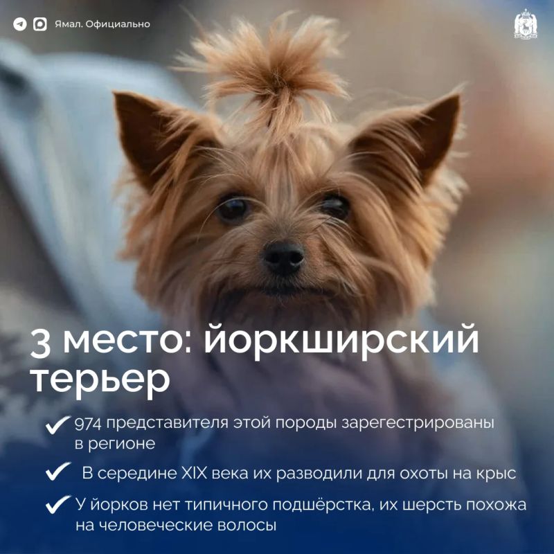 Самые популярные породы собак на Ямале Самые популярные породы собак на Ямале