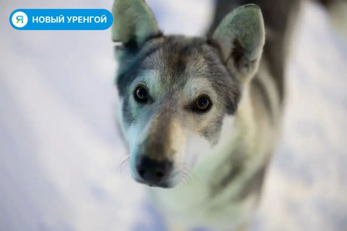 Новоуренгойцы стерилизуют питомцев со скидкой