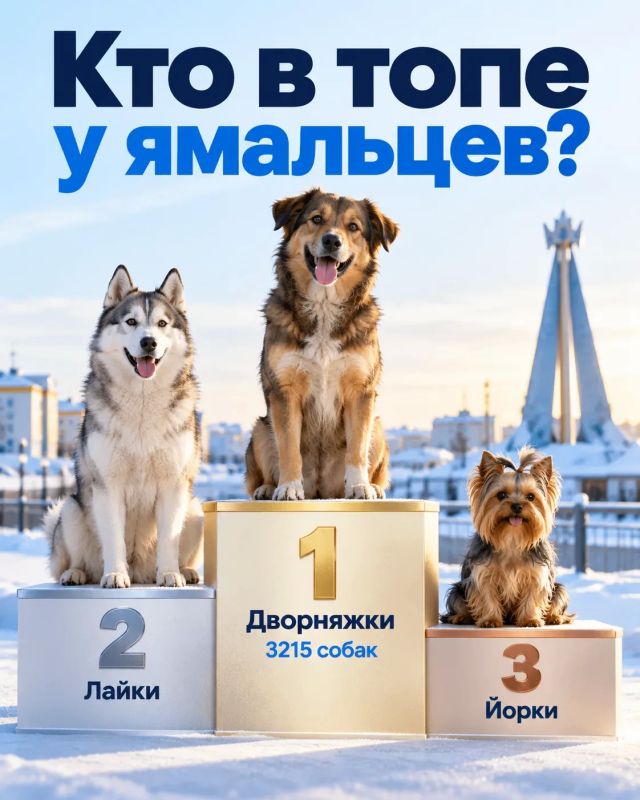 Не шпицы и не чихуахуа: кто стал самой популярной собакой на Ямале?