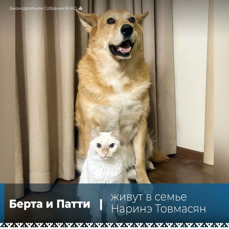 Сотрудники нашего аппарата поделились историями о том, как решились взять хвостиков с улицы и из приютов