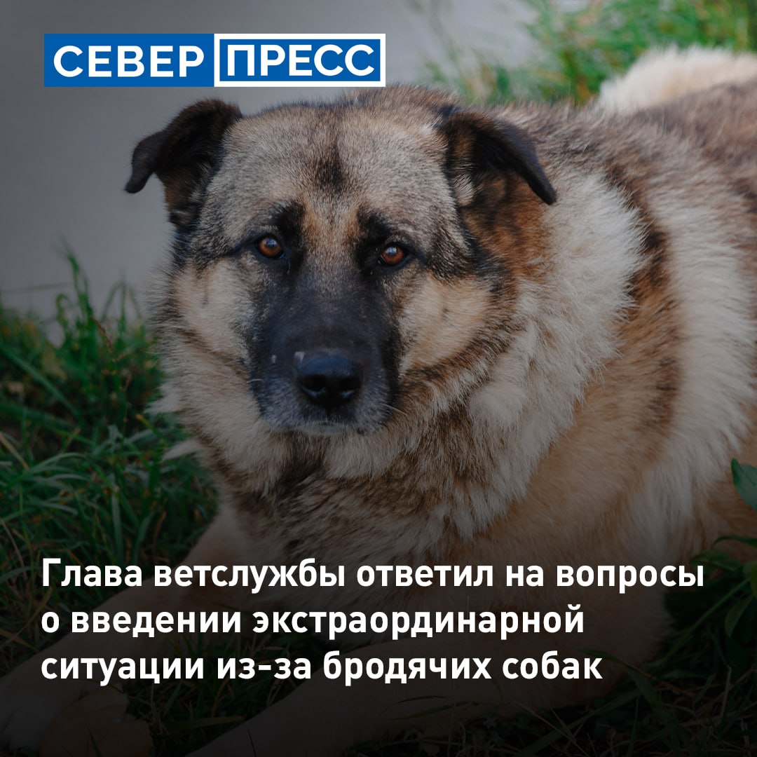 Для введения экстраординарной ситуации при обращении с бездомными животными нужны определенные условия