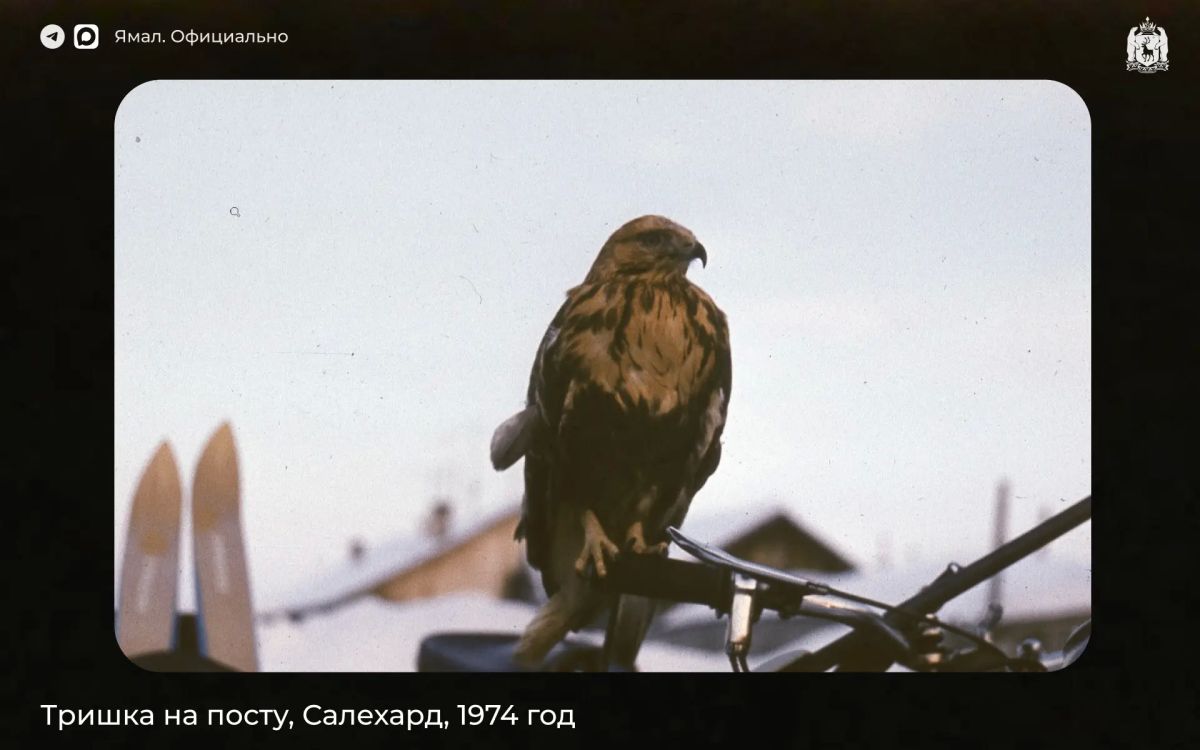 Птица ручная, 1970-е. Продолжаем знакомить вас с архивными снимками Владимира Спасского — салехардского врача, фотографа и охотника Птица ручная, 1970-е. Продолжаем знакомить вас с архивными снимками Владимира Спасского — салехардского врача, фотографа и охотника