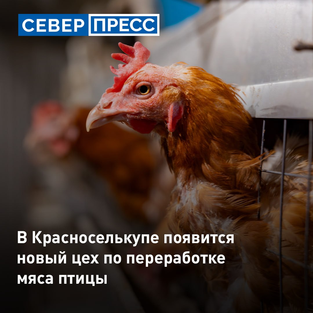 В Красноселькупском районе расширят производство мяса птицы