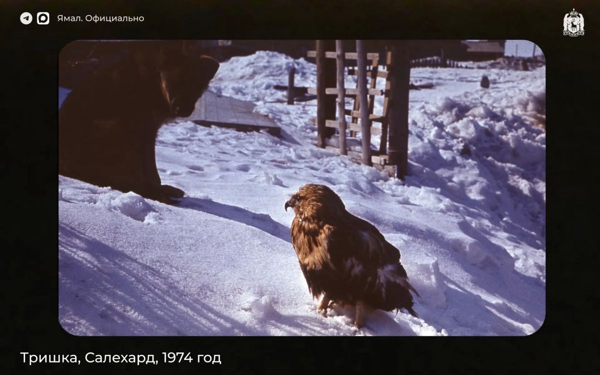 Птица ручная, 1970-е. Продолжаем знакомить вас с архивными снимками Владимира Спасского — салехардского врача, фотографа и охотника Птица ручная, 1970-е. Продолжаем знакомить вас с архивными снимками Владимира Спасского — салехардского врача, фотографа и охотника