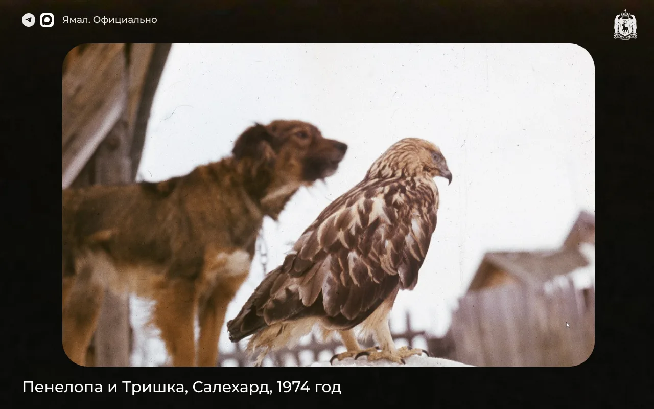 Птица ручная, 1970-е. Продолжаем знакомить вас с архивными снимками Владимира Спасского — салехардского врача, фотографа и охотника