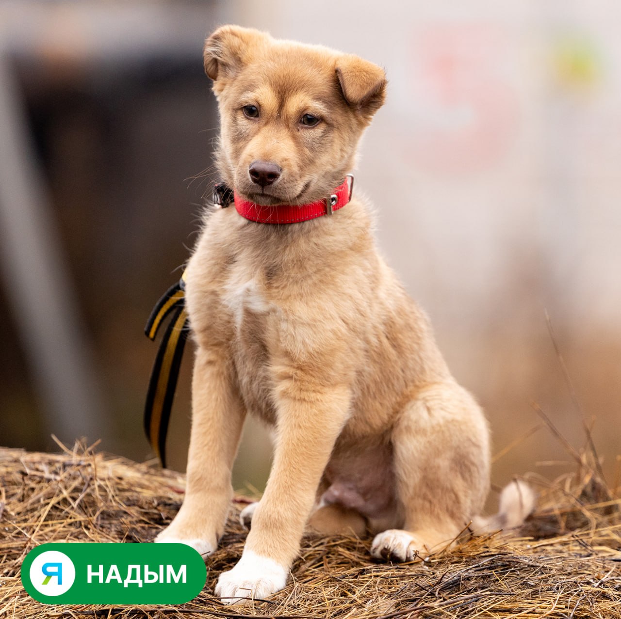 Посмотрите в эти глаза. Сколько в них надежды однажды встретить своего человека!