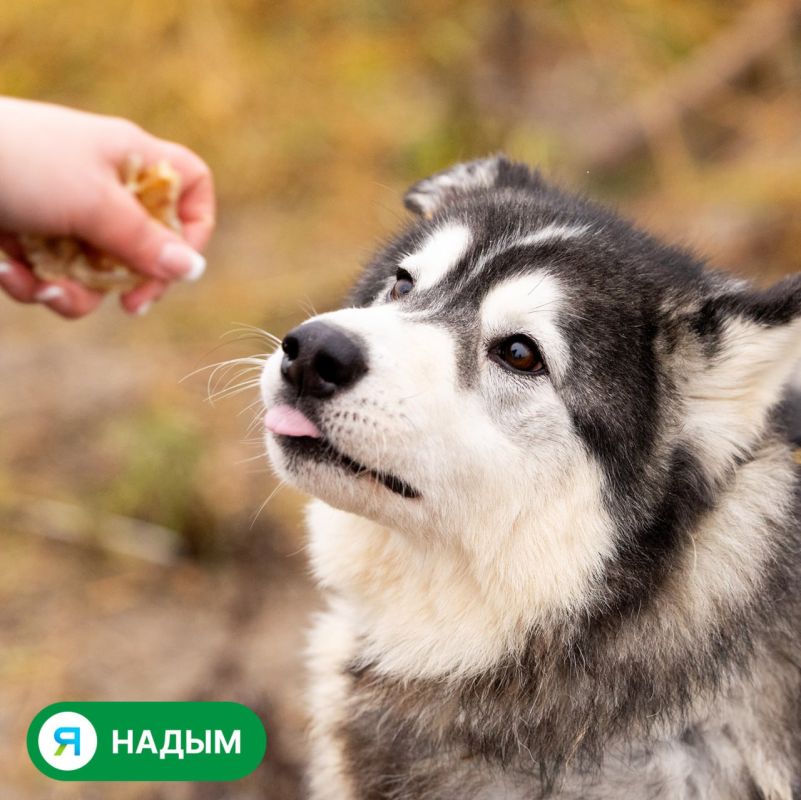 Посмотрите в эти глаза. Сколько в них надежды однажды встретить своего человека! Посмотрите в эти глаза. Сколько в них надежды однажды встретить своего человека!