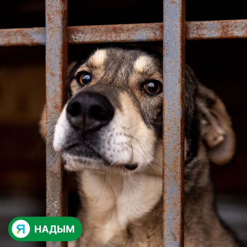 Посмотрите в эти глаза. Сколько в них надежды однажды встретить своего человека! Посмотрите в эти глаза. Сколько в них надежды однажды встретить своего человека!