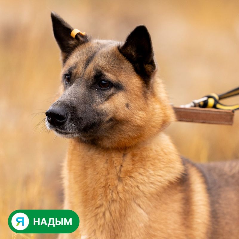 Посмотрите в эти глаза. Сколько в них надежды однажды встретить своего человека! Посмотрите в эти глаза. Сколько в них надежды однажды встретить своего человека!
